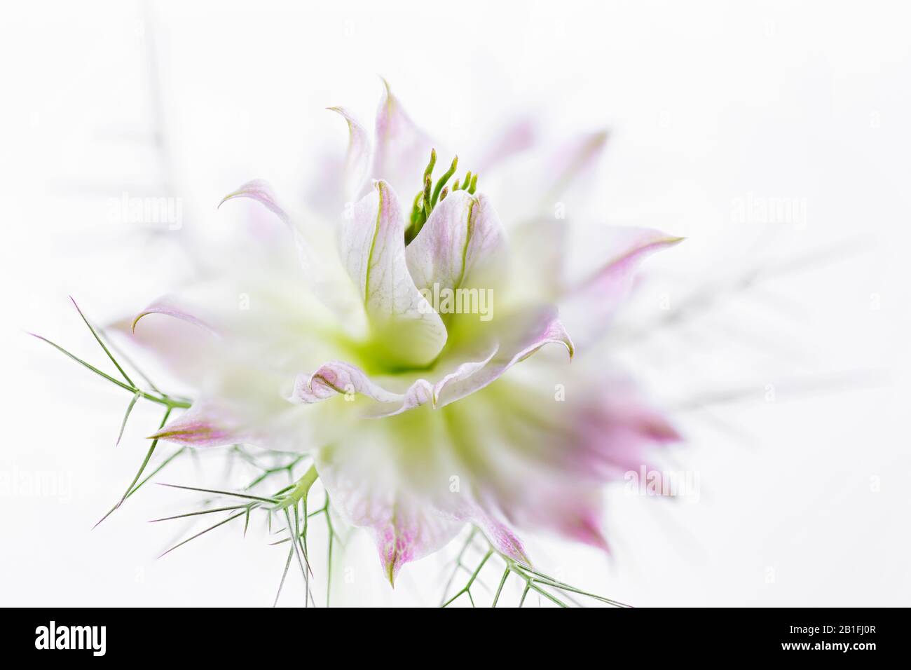 Studio shot of nigella flower head on white background Stock Photo