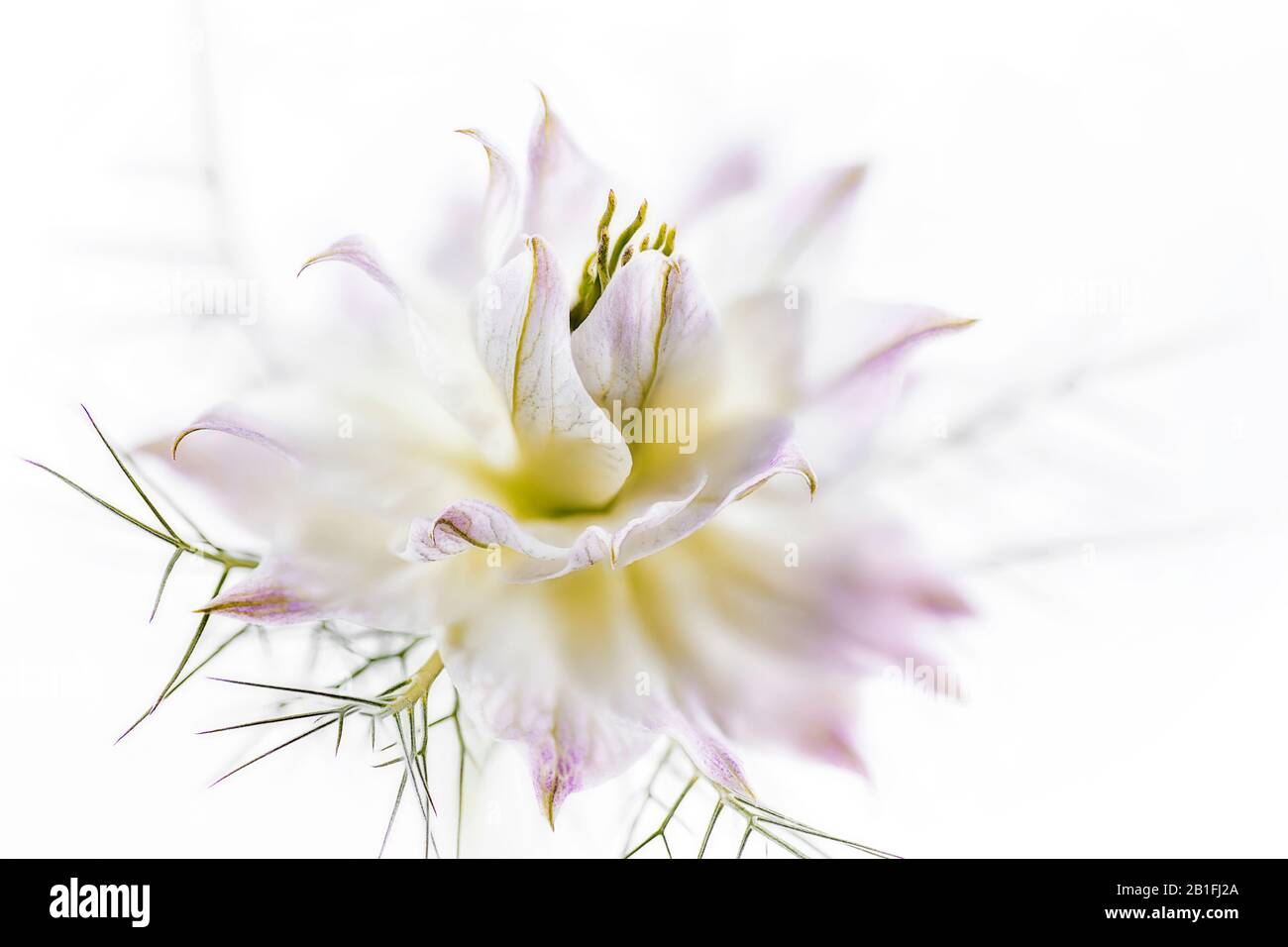 Studio shot of nigella flower head on white background Stock Photo