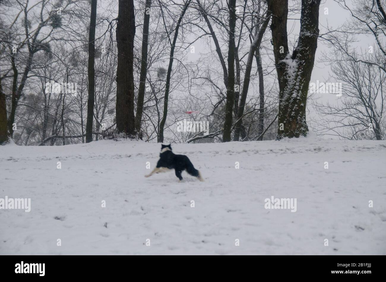 Dog Playing in the Snow Stock Photo - Alamy