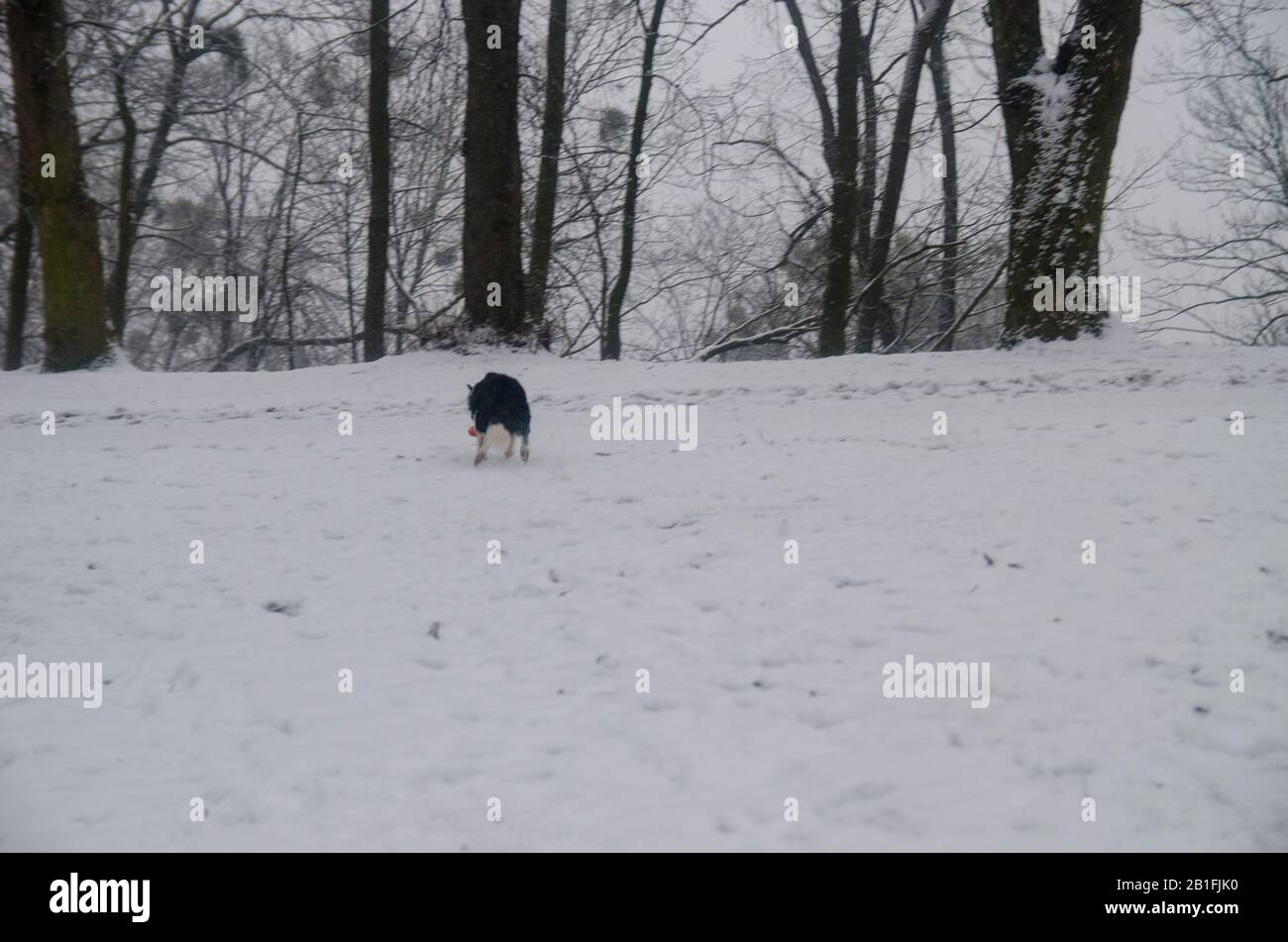 Dog Playing in the Snow Stock Photo - Alamy