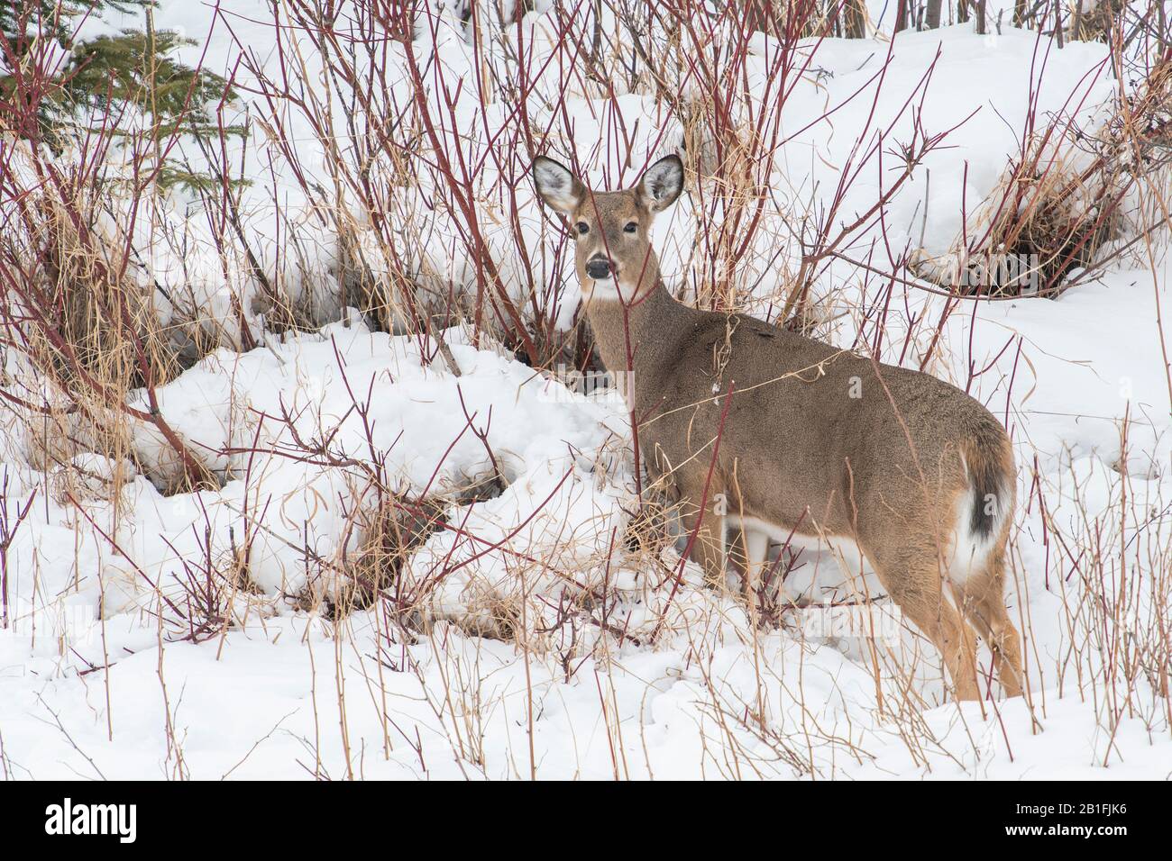 Grazers on land hi-res stock photography and images - Alamy Grazers on land hi-res stock photography and images - Alamy