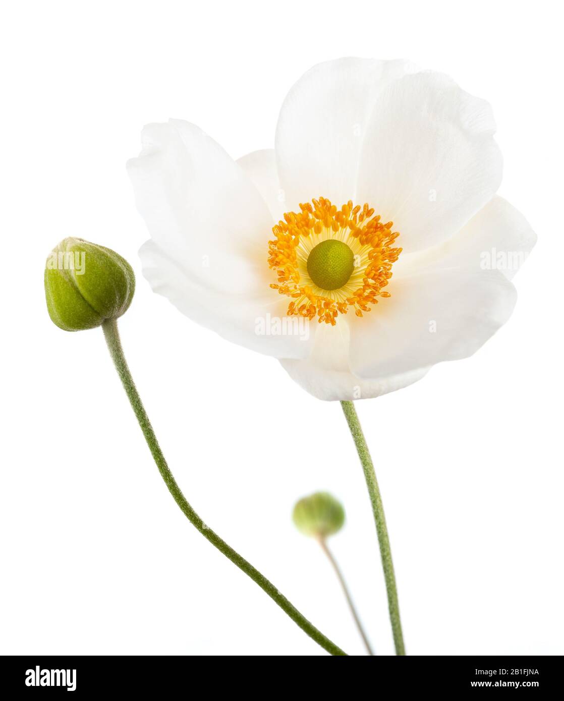 White  Anemone japonica isolated on white background Stock Photo