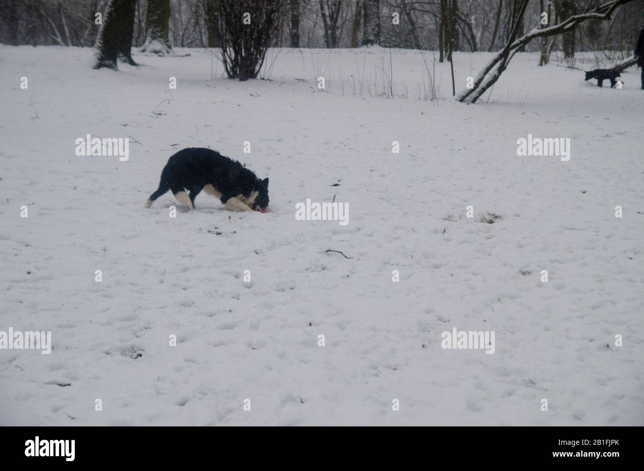 Dog Playing in the Snow Stock Photo - Alamy