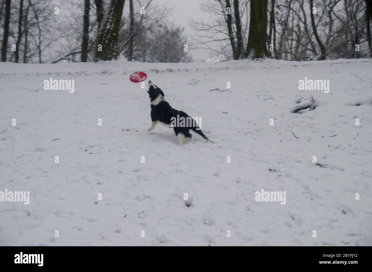 Dog Playing in the Snow Stock Photo - Alamy