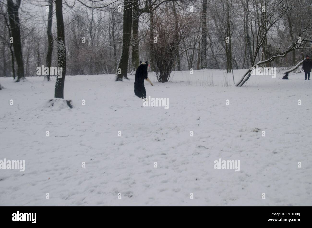 Dog Playing in the Snow Stock Photo - Alamy