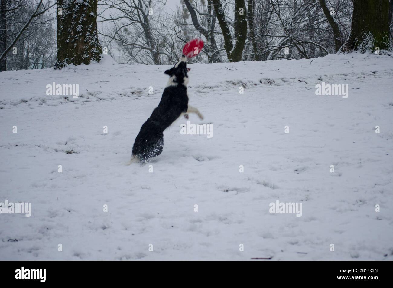 Dog Playing in the Snow Stock Photo - Alamy