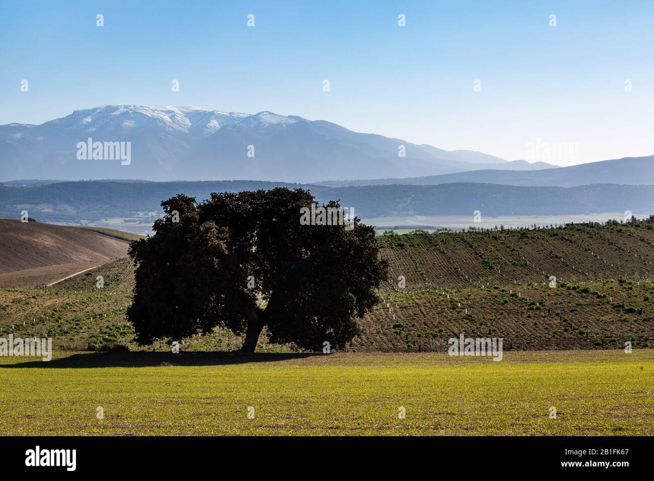 A lone tree amongst the landscape of Andalucia in Spain Stock Photo