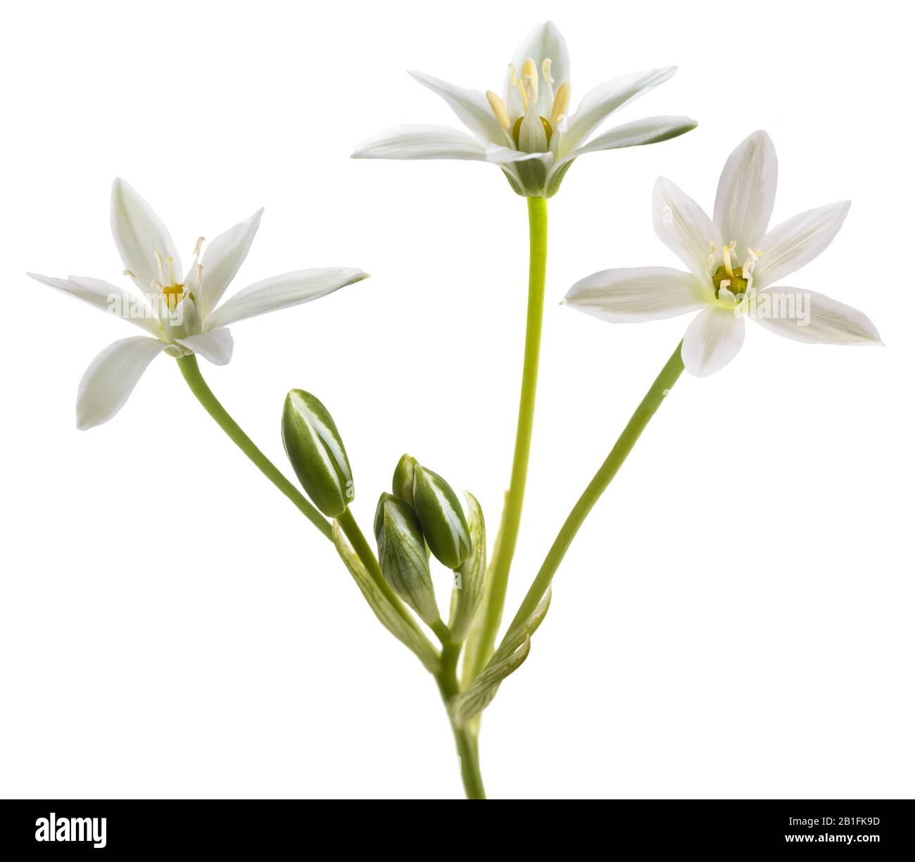 White Grass Lily (Ornithogalum umbellatum) Flowers isolated on White Background Stock Photo