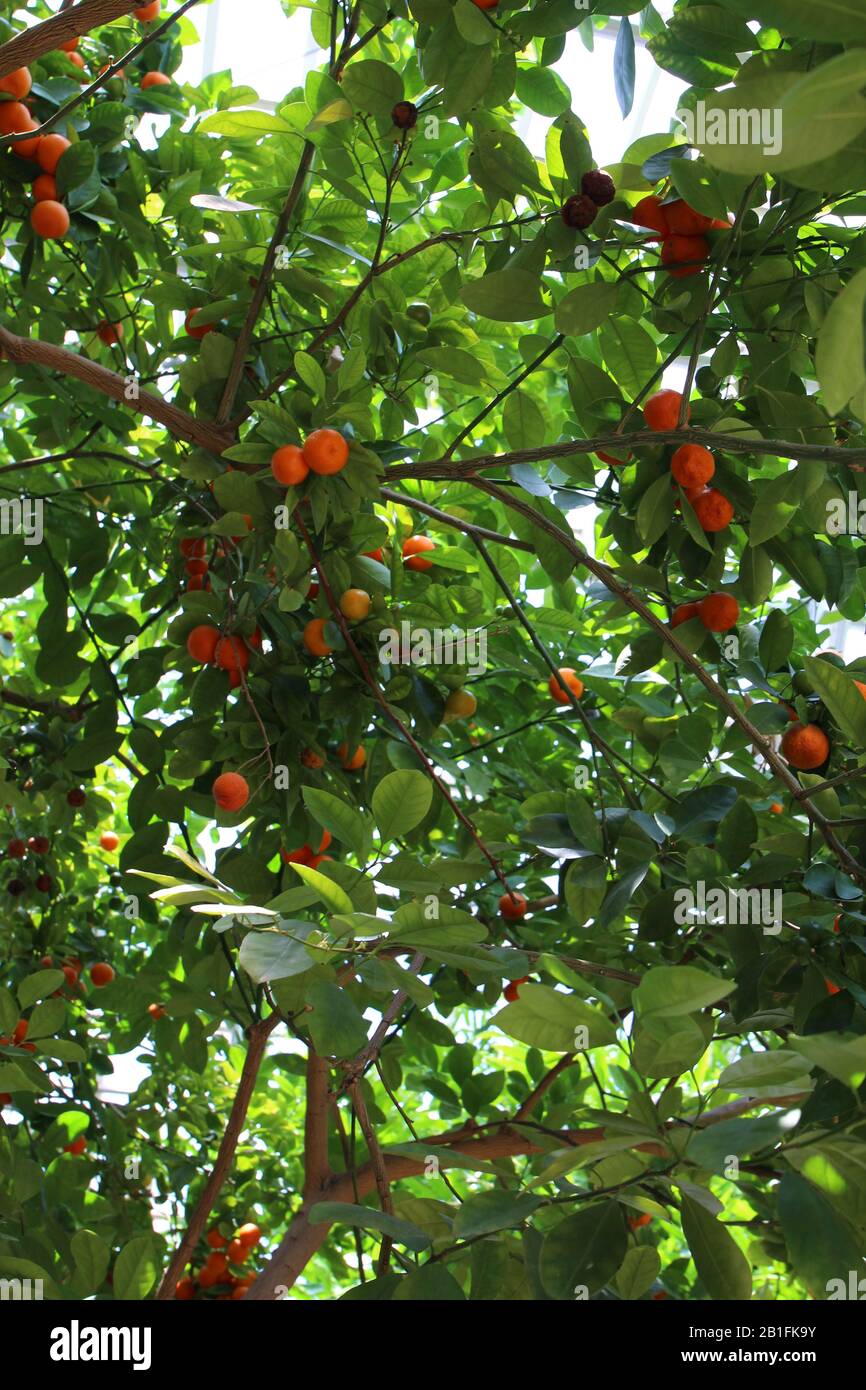 Bunches of Calamondin Oranges ripening on the branches of a tree Stock Photo