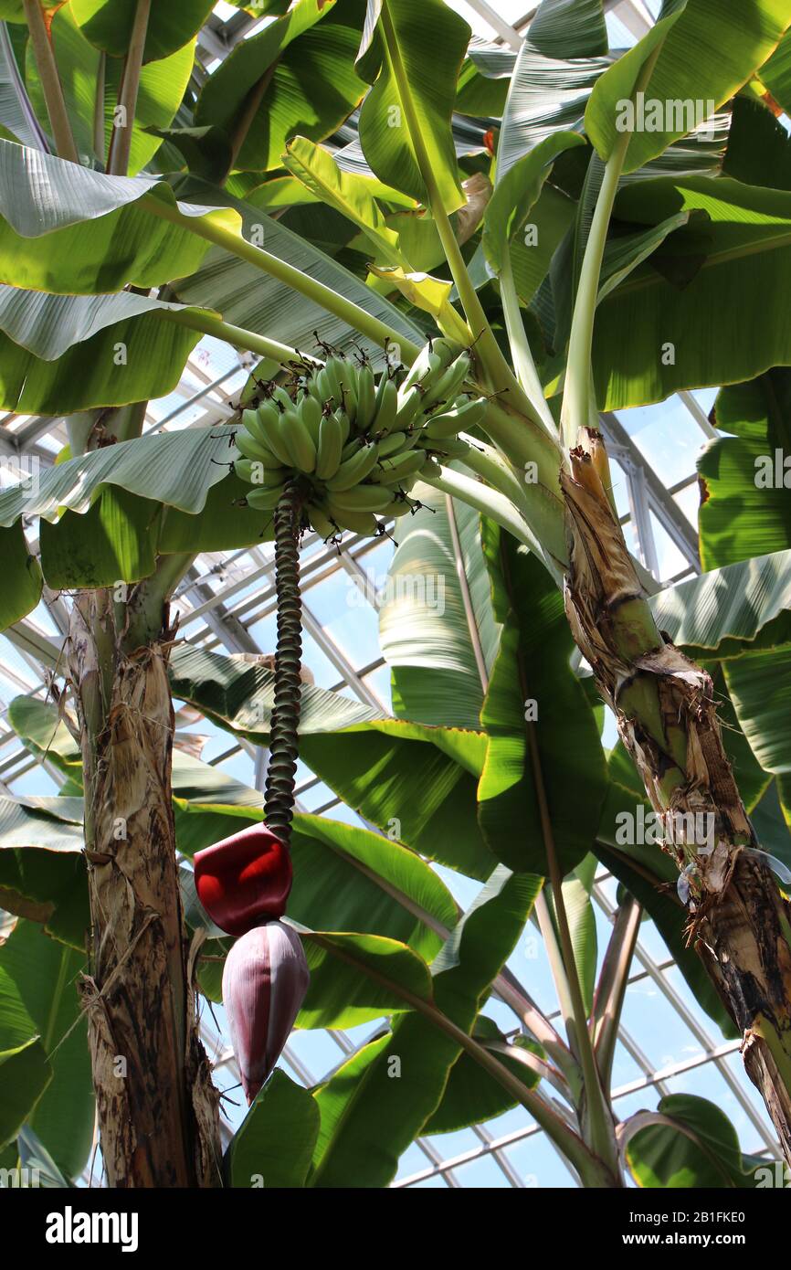 Banana tree with ripening bunches of bananas and a flower bud at the