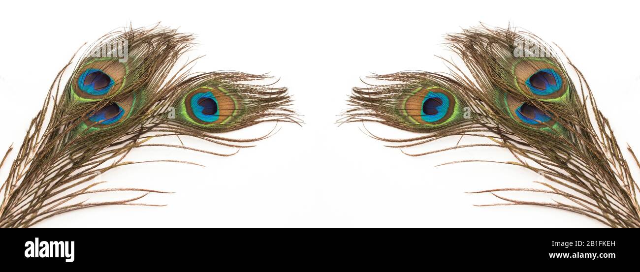 Peacock Feathers on a White Background. Stock Photo