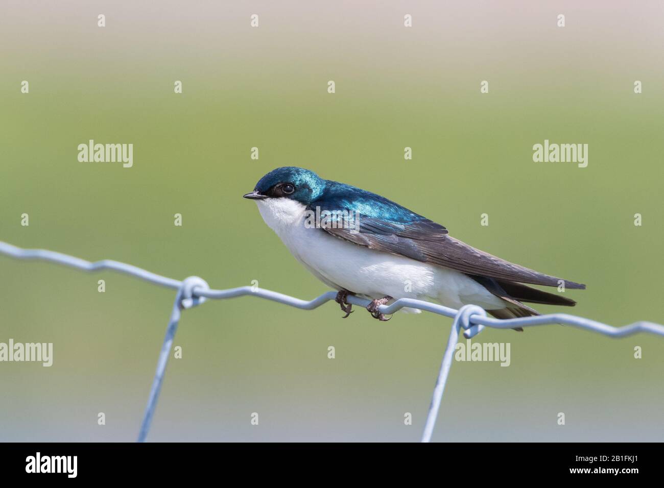 Blue and white Tree Swallow bird perching on white wire fence Stock ...