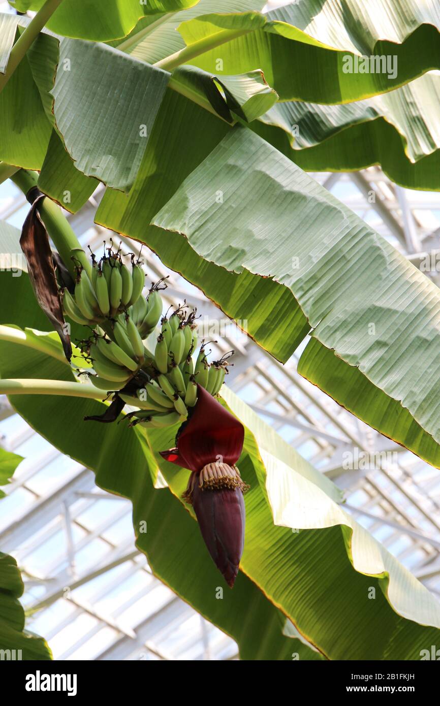 Close up of bananas and flower bud ripening on a Banana tree in a conservatory Stock Photo Alamy