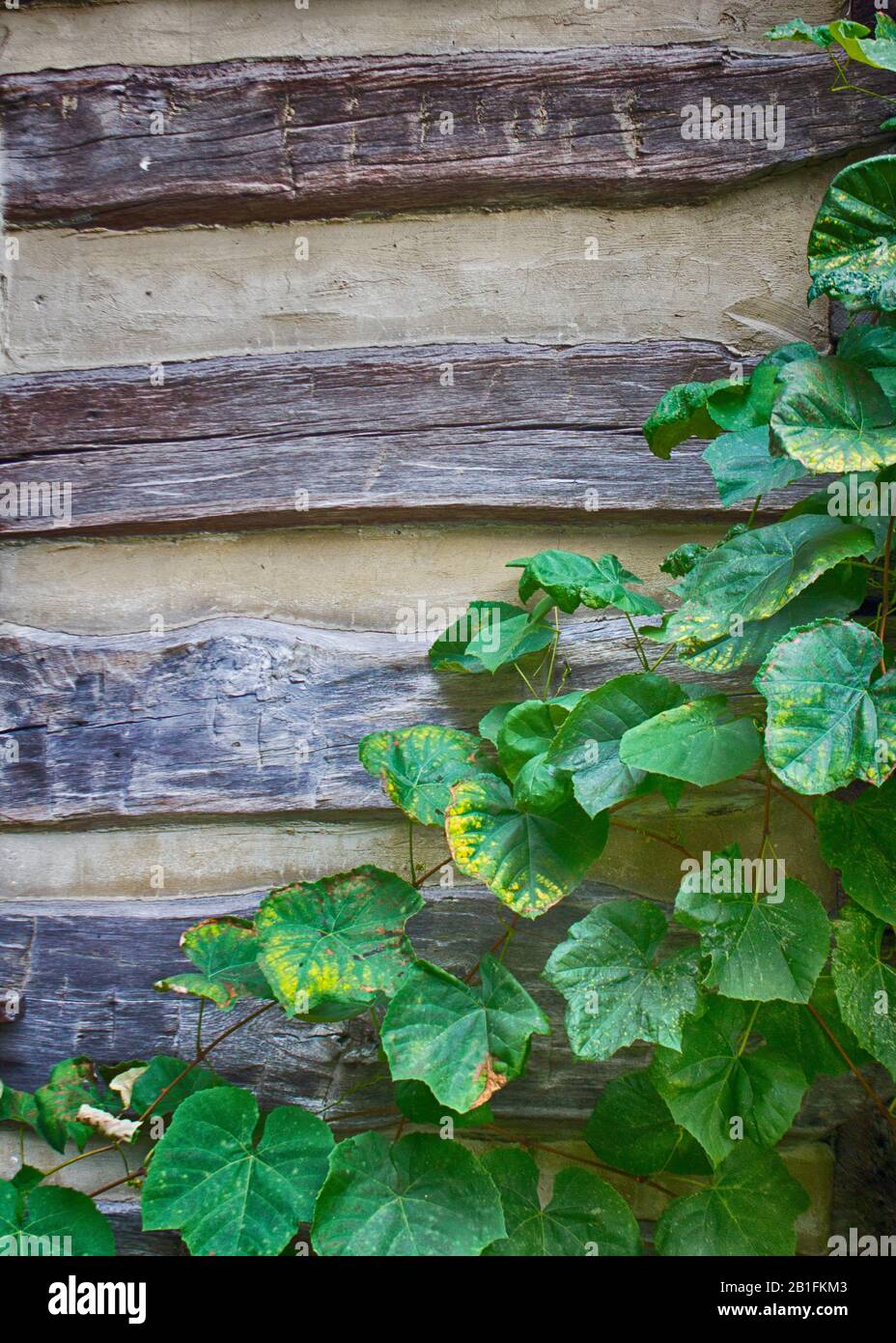 Grape vines on the corner of a log building in Grantsville, MD. Stock Photo