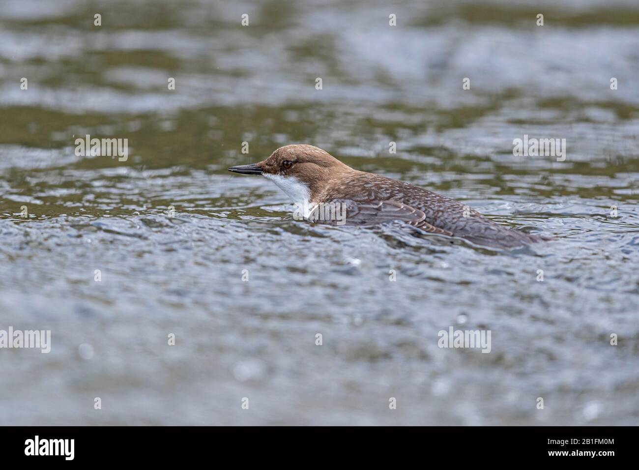 A swimming White-throated Dipper (Cinclus cinclus) Stock Photo