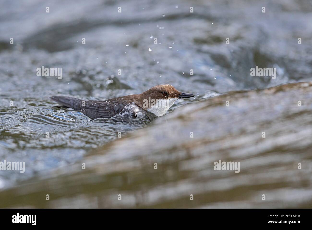 A swimming White-throated Dipper (Cinclus cinclus) Stock Photo