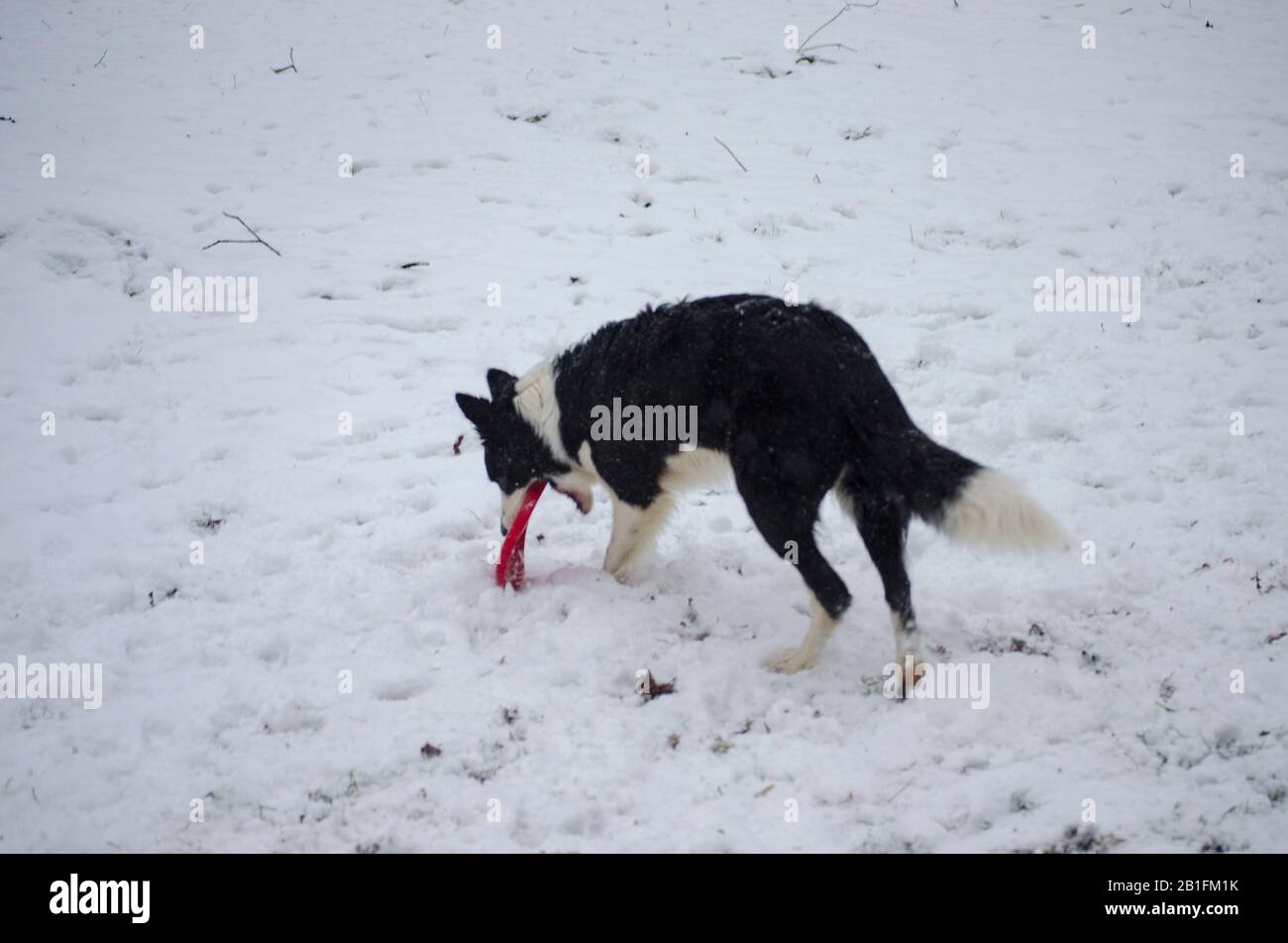 Dog Playing in the Snow Stock Photo - Alamy