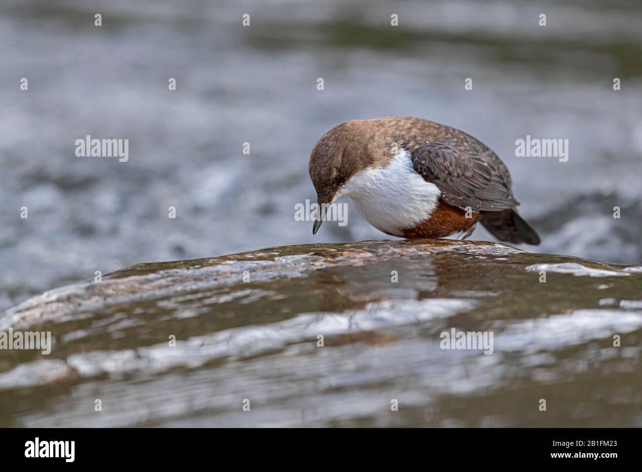 A White-throated Dipper (Cinclus cinclus) at ariver Stock Photo