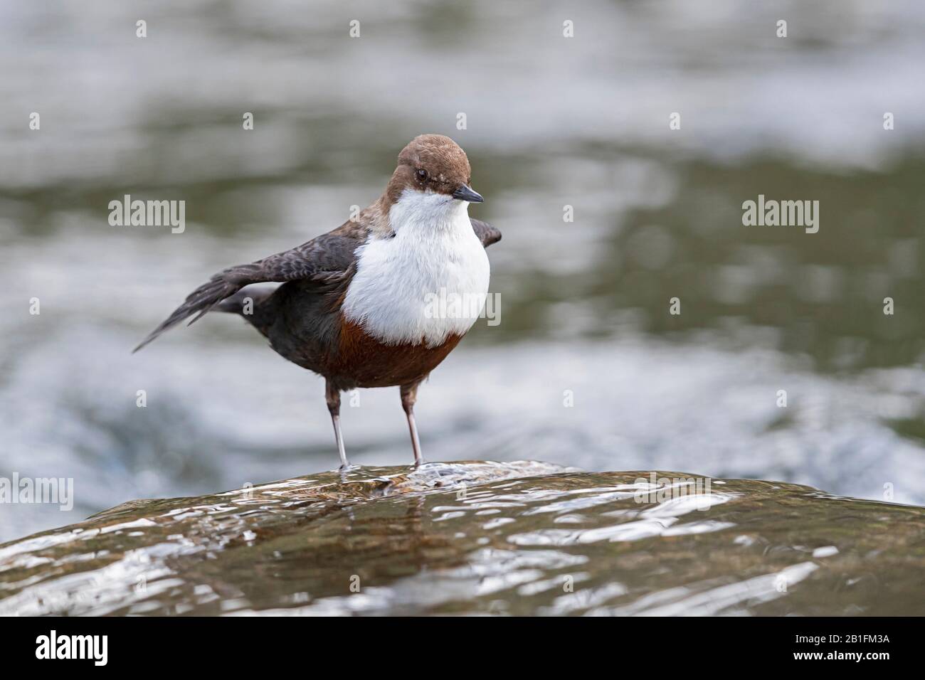 A White-throated Dipper (Cinclus cinclus) is preening Stock Photo