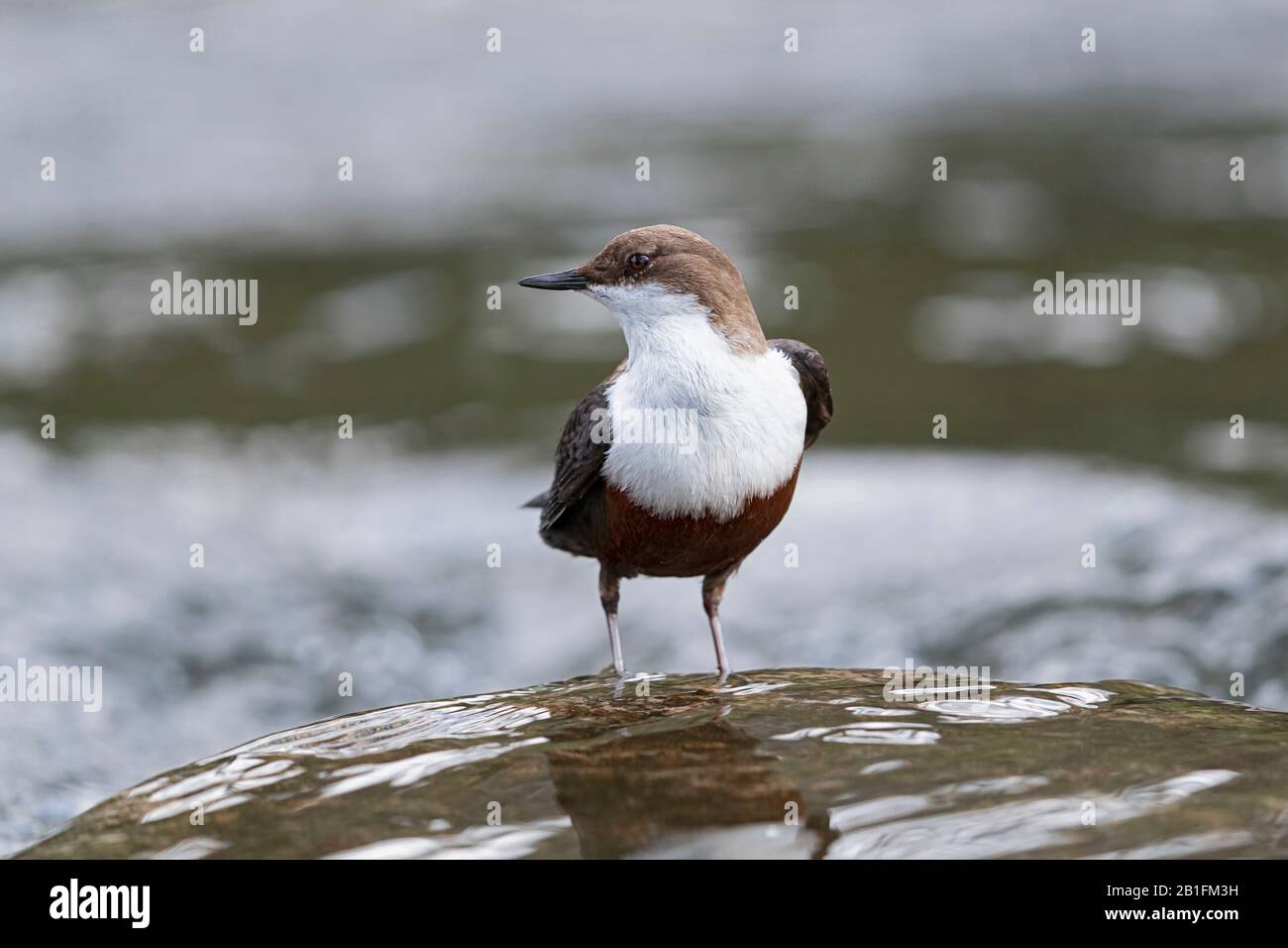 A swimming White-throated Dipper (Cinclus cinclus) Stock Photo