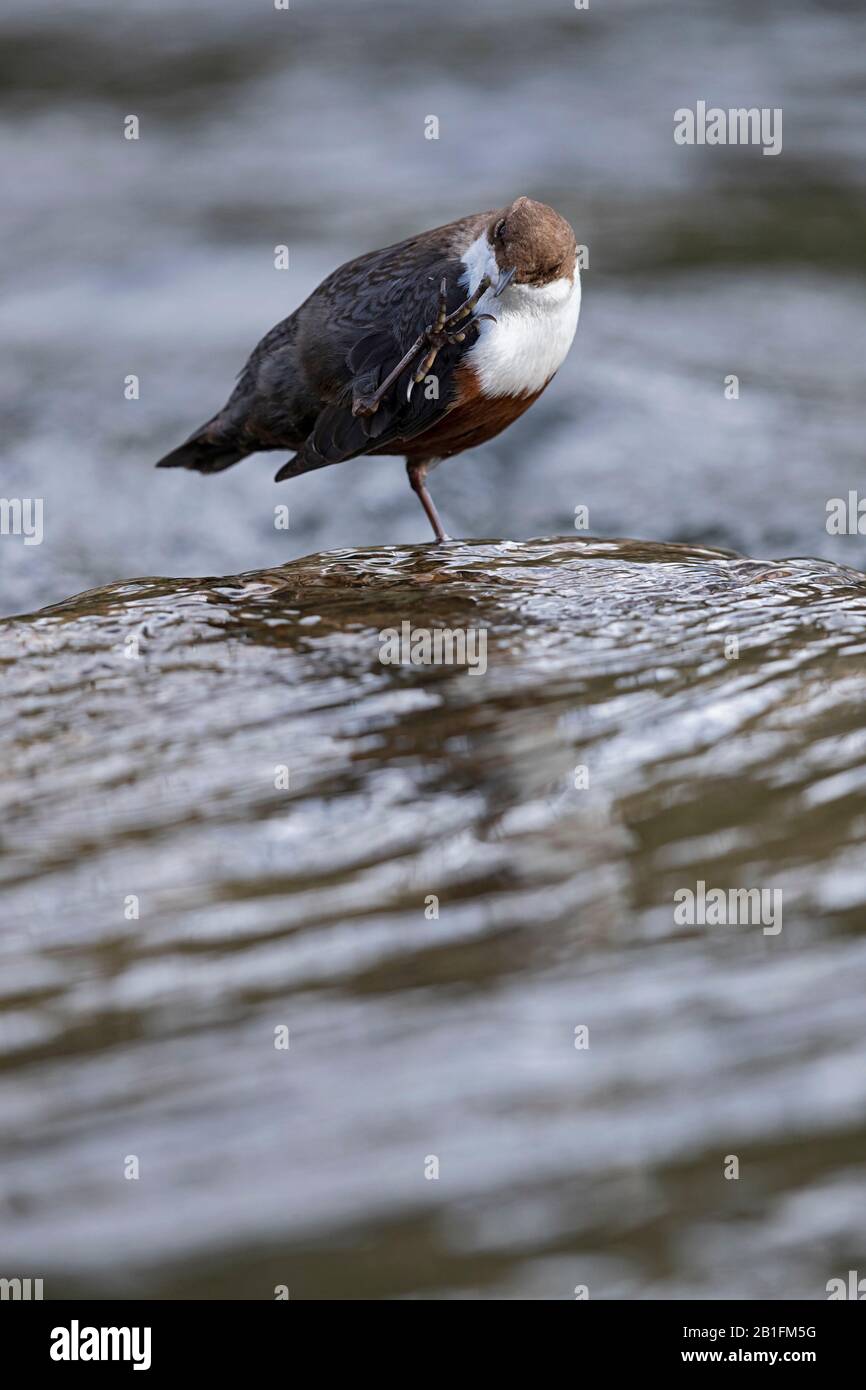 A White-throated Dipper (Cinclus cinclus) is preening Stock Photo