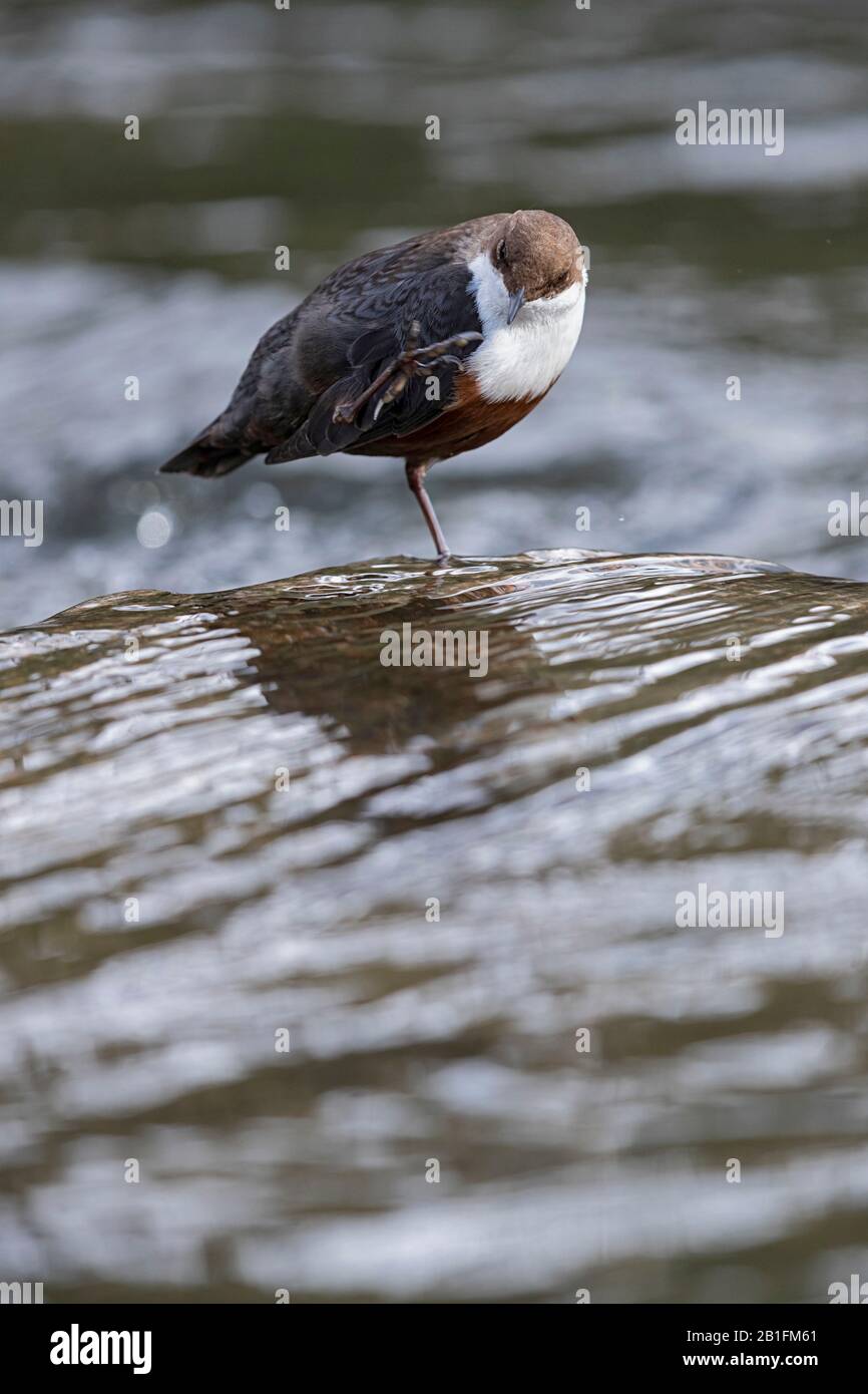 A White-throated Dipper (Cinclus cinclus) is preening Stock Photo