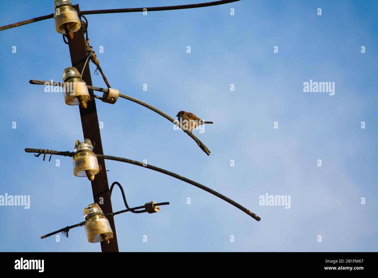 bird on a telephone pole Stock Photo