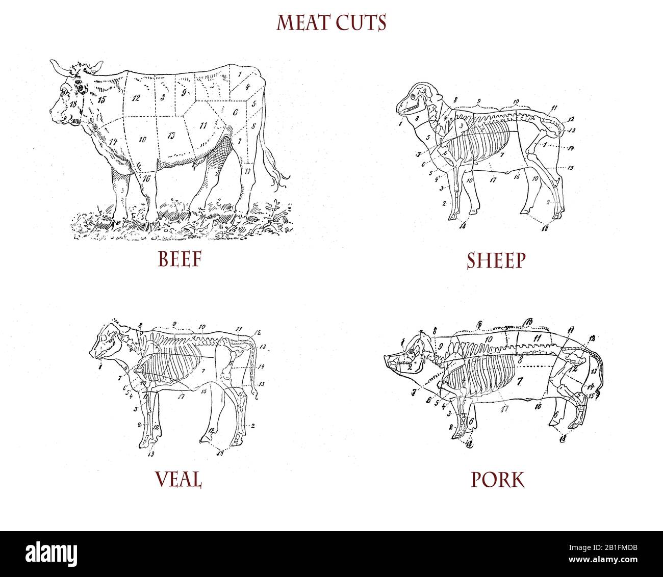 Butcher cart: meat cuts for beef, calf, pig and sheep from a lexicon end '800 Stock Photo