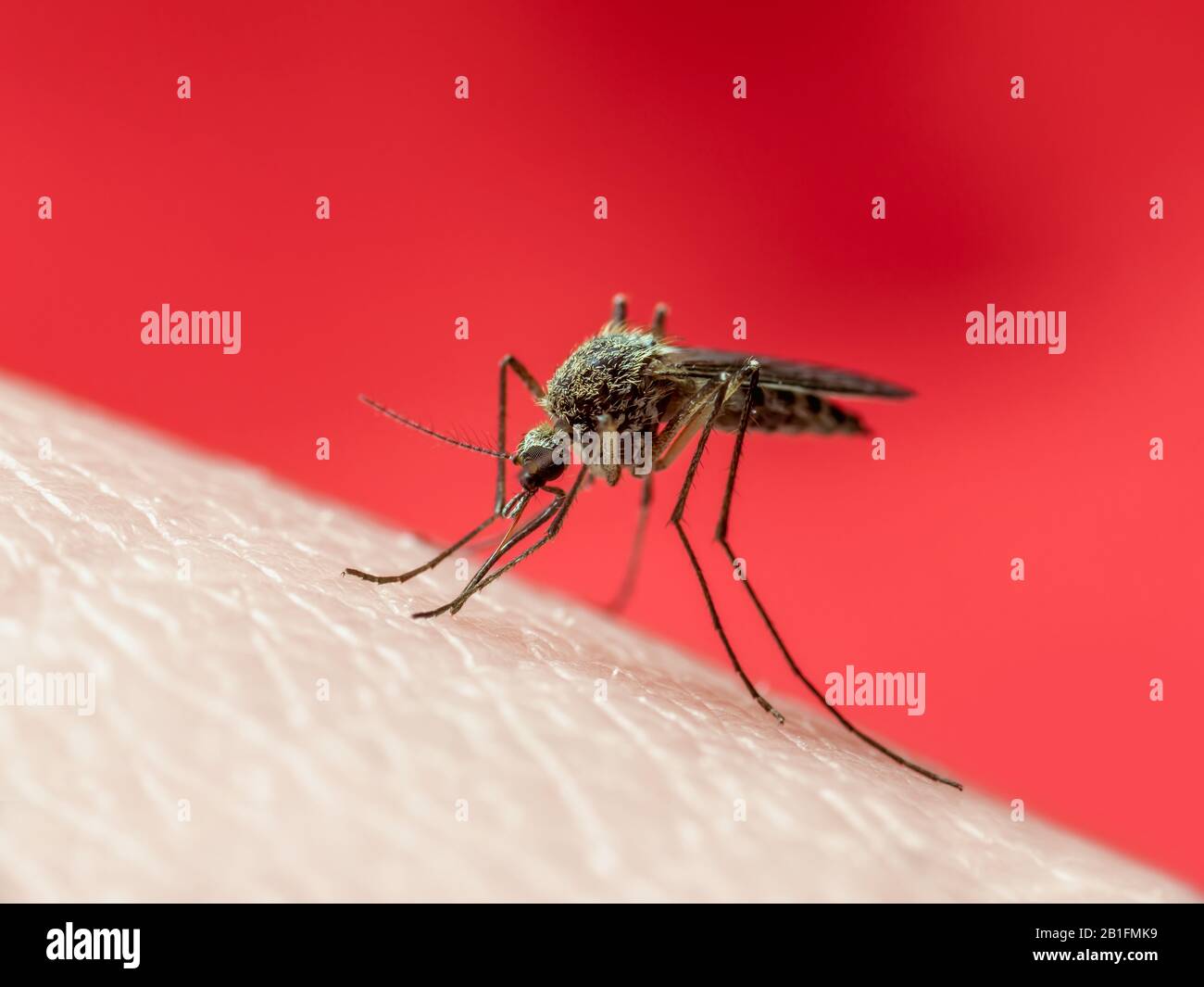 Yellow Fever, Malaria or Zika Virus Infected Mosquito Insect Macro on ...