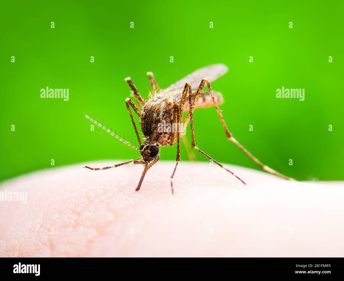 Yellow Fever, Malaria or Zika Virus Infected Mosquito Insect Macro on ...