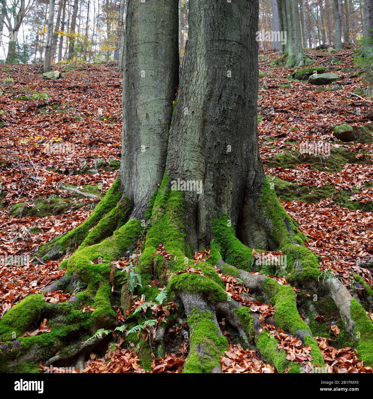 Root scar of a beech tree, Saxon Switzerland National Park, Saxony,  Germany, Europe Stock Photo - Alamy