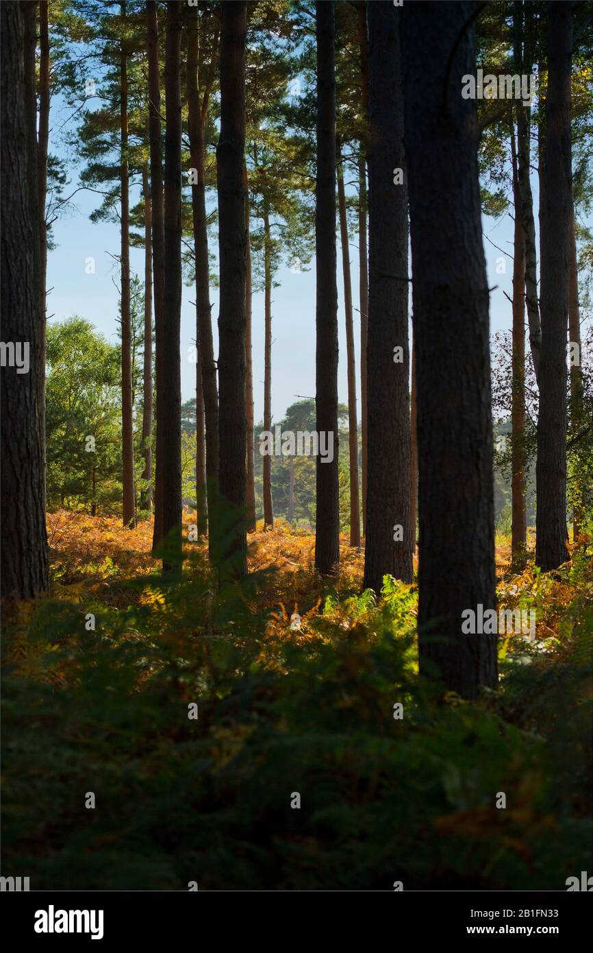 A mature, dark pine forest with sunshine through the trees and autumn colours Stock Photo