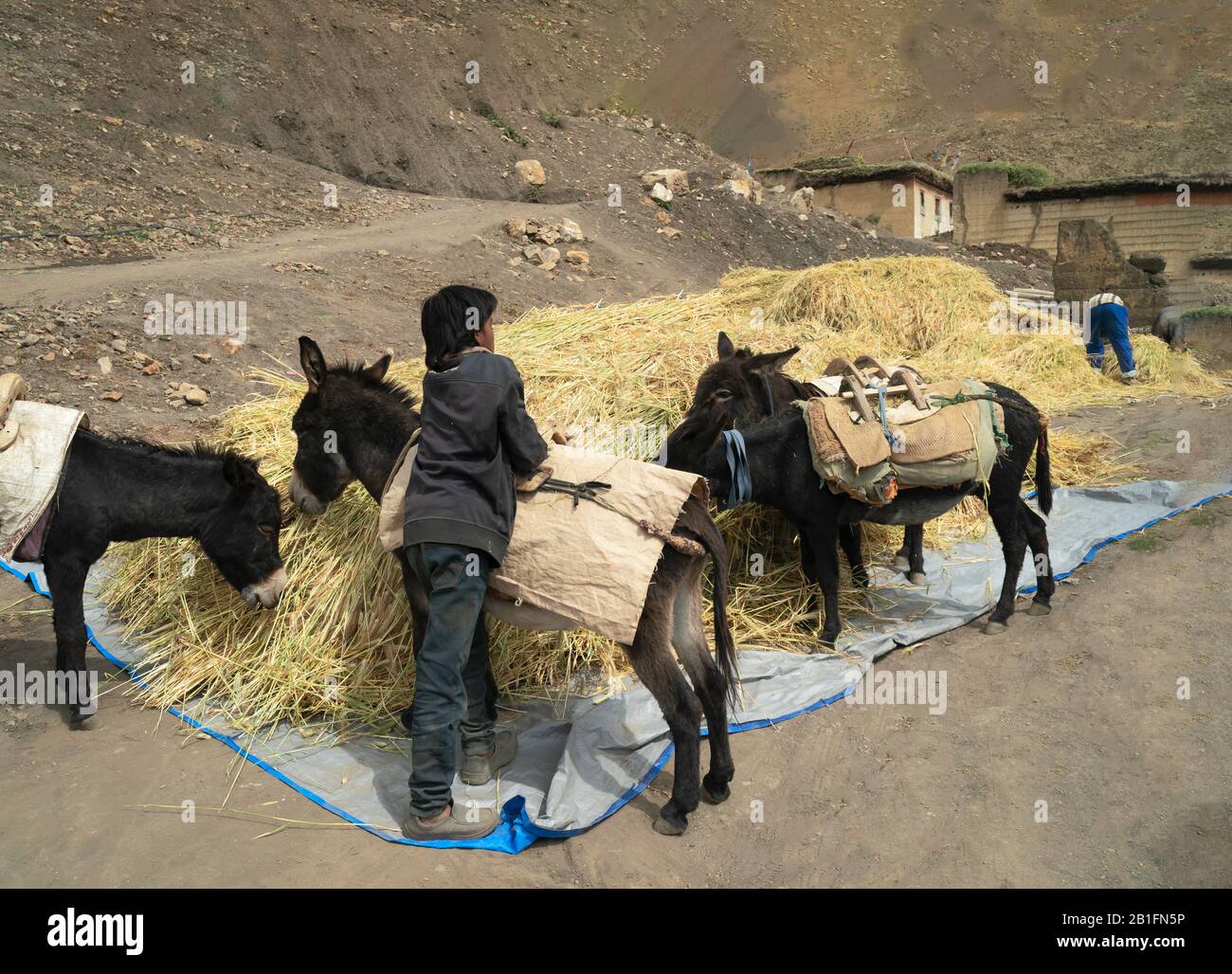 Young farmer prepares to load donkeys with wheat chaff stored as stack