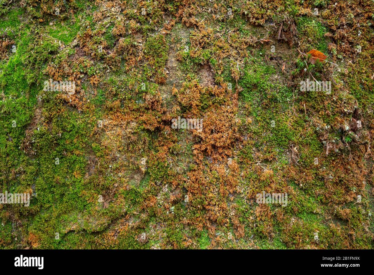 Rock with moss Stock Photo