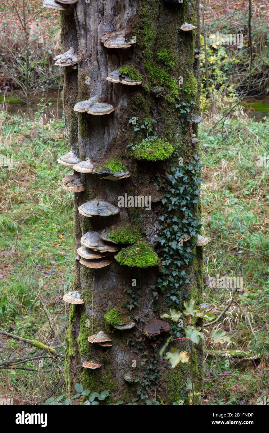 Wood and tree fungi at a tree trunk, Saxon Switzerland National Park, Saxony, Germany, Europe Stock Photo