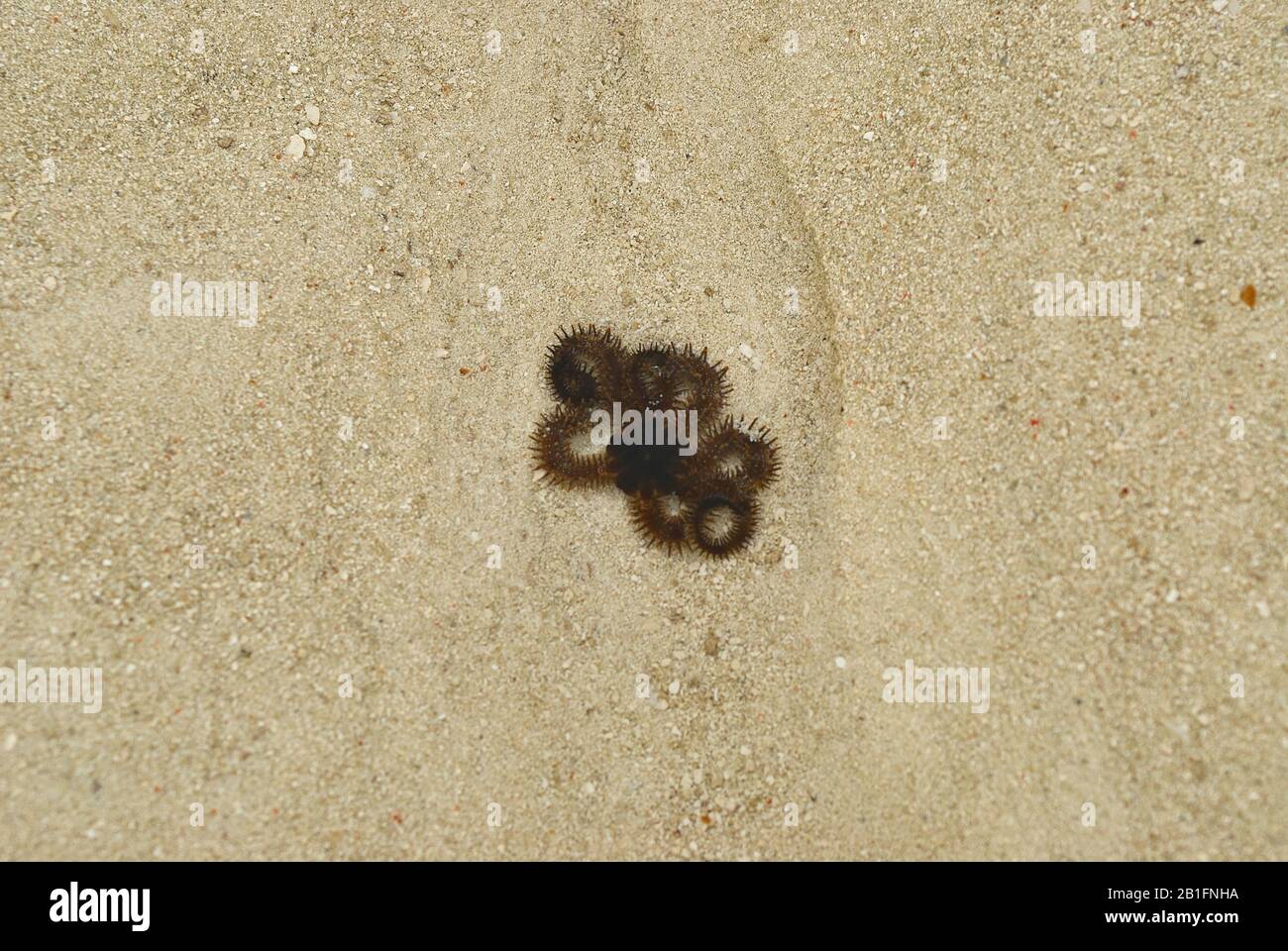 A Brittle Starfish coiled up in shallow water Stock Photo