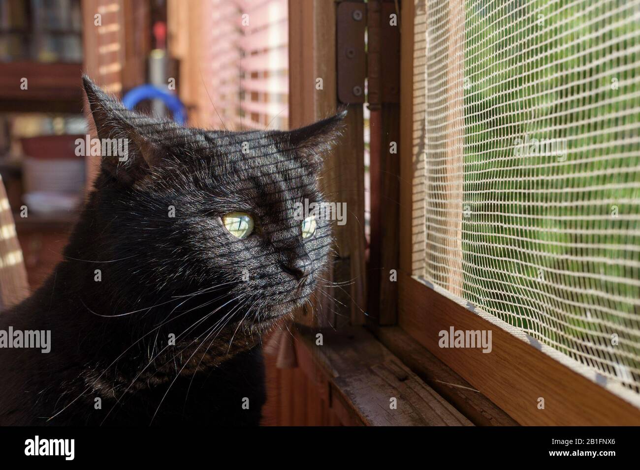 domestic cat with yellow eyes on window Stock Photo