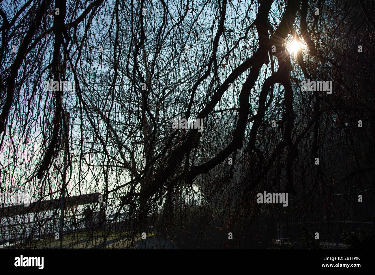 Sun shining through branches of big tree with a river in the background ...