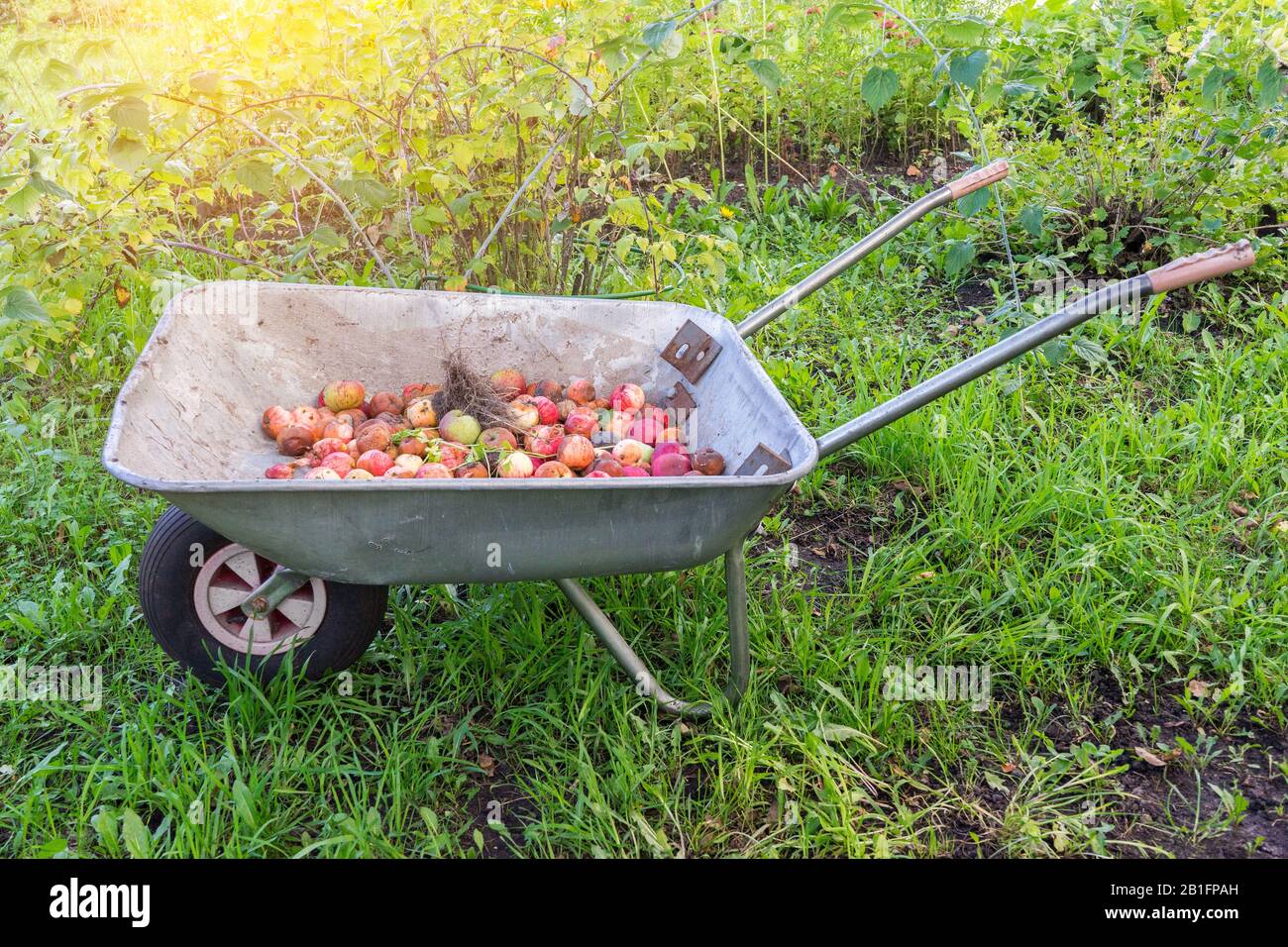 Overripe rotten moldy red apples in iron wheelbarrow in garden in rays
