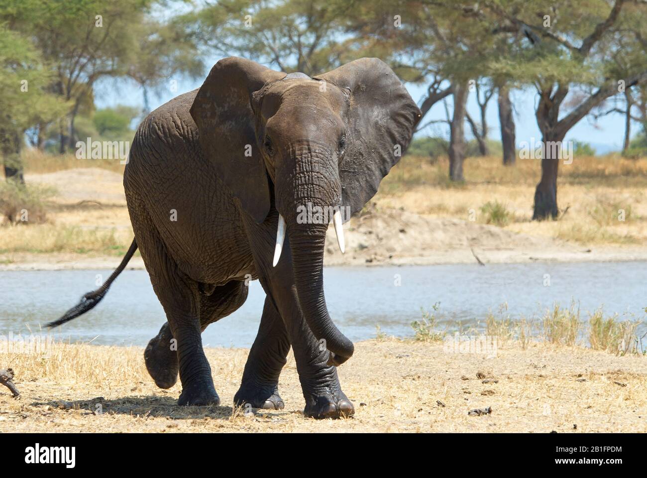 An elephant matriarch walking by Stock Photo