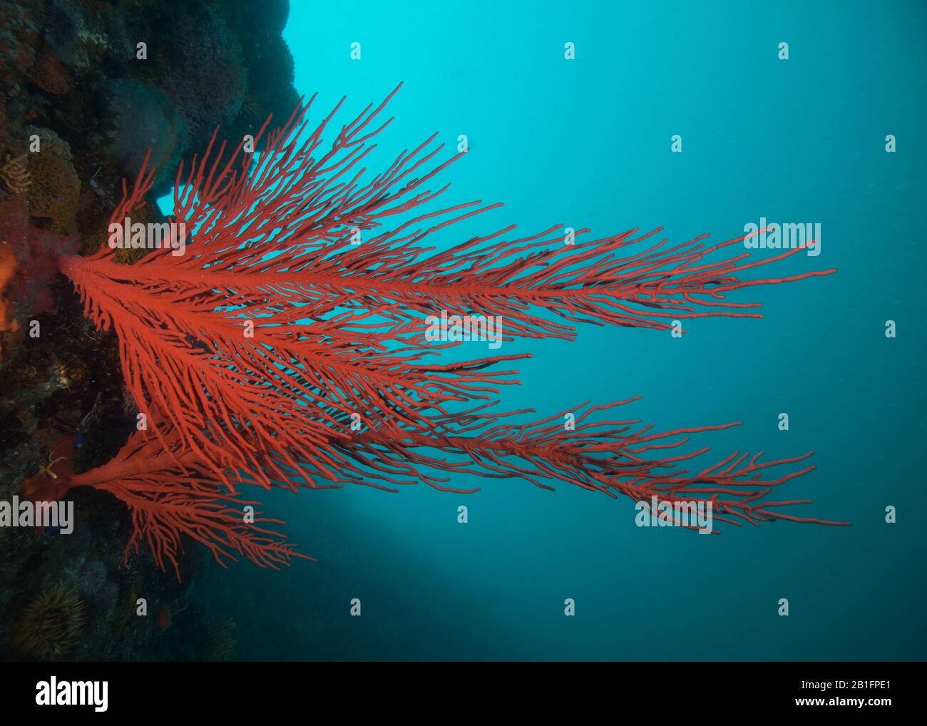 Large red Palmate sea fans (Leptogoria palma) growing out of the side of the reef. Stock Photo