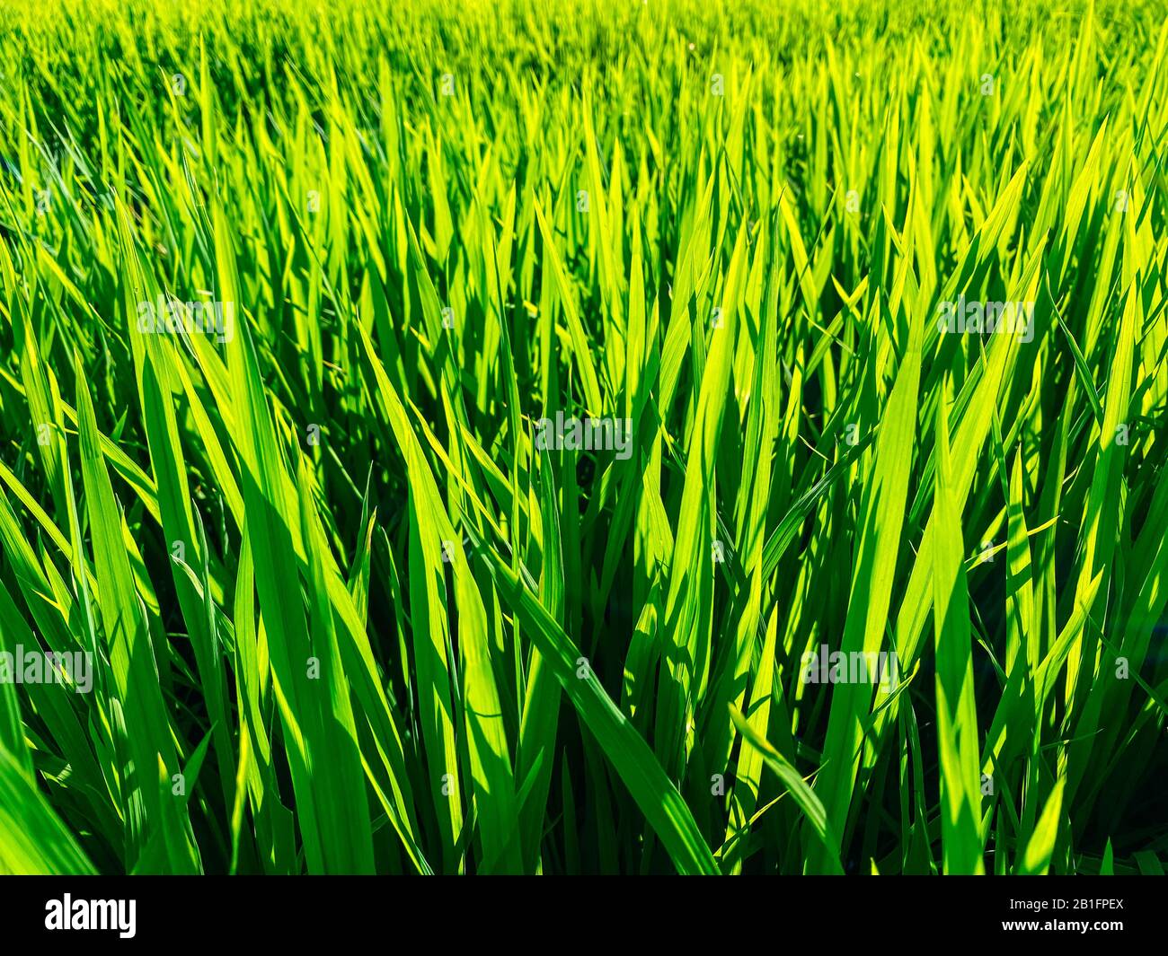 Rice field, green rice sprouts in the meadow. Rice close up Stock Photo