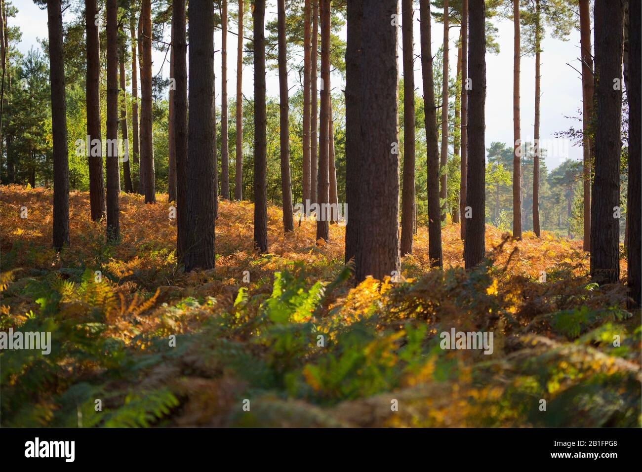 Aurtumn sunshine in a mature coniferous forest with bracken and heather turning gold Stock Photo