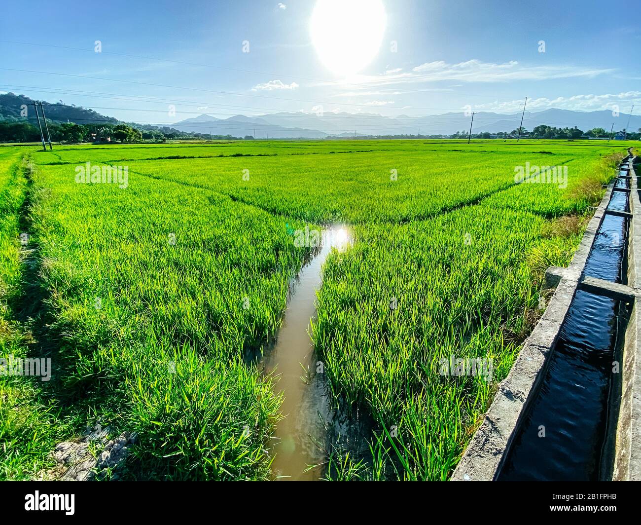 Rice field, green rice sprouts in the meadow. Mountain view