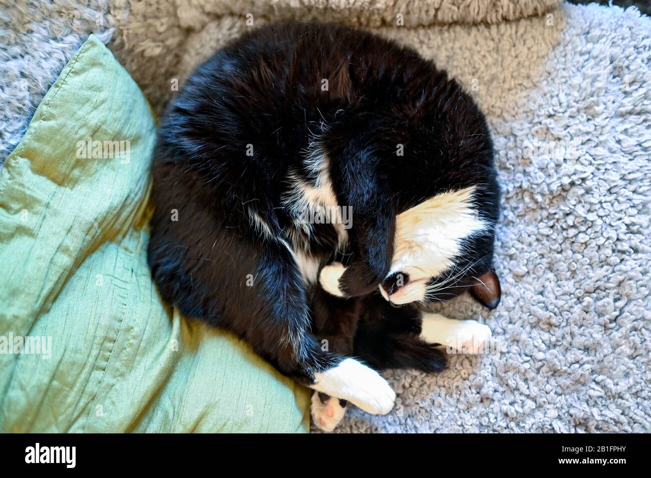 domestic cat sleeping in a arm chair Stock Photo Alamy