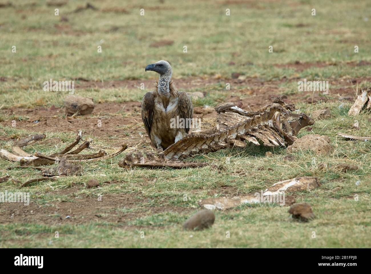 A White-backed Vulture, looking for some leftovers Stock Photo