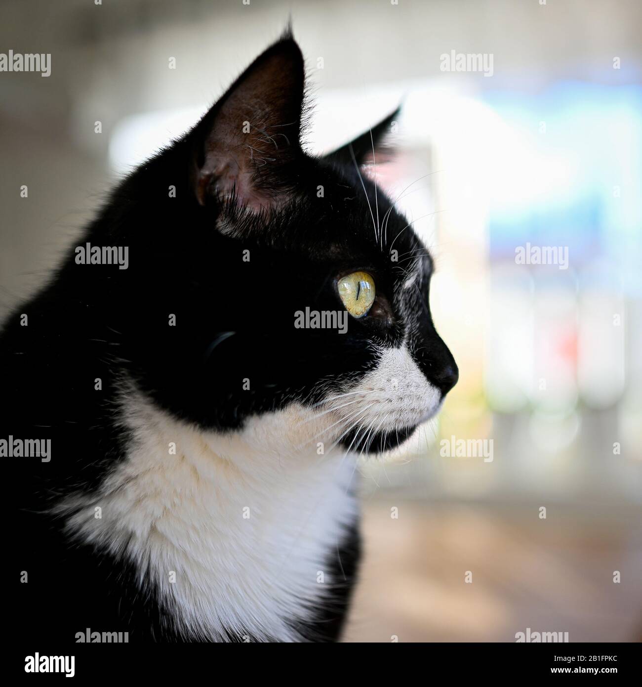 black and white cat looking out Stock Photo - Alamy