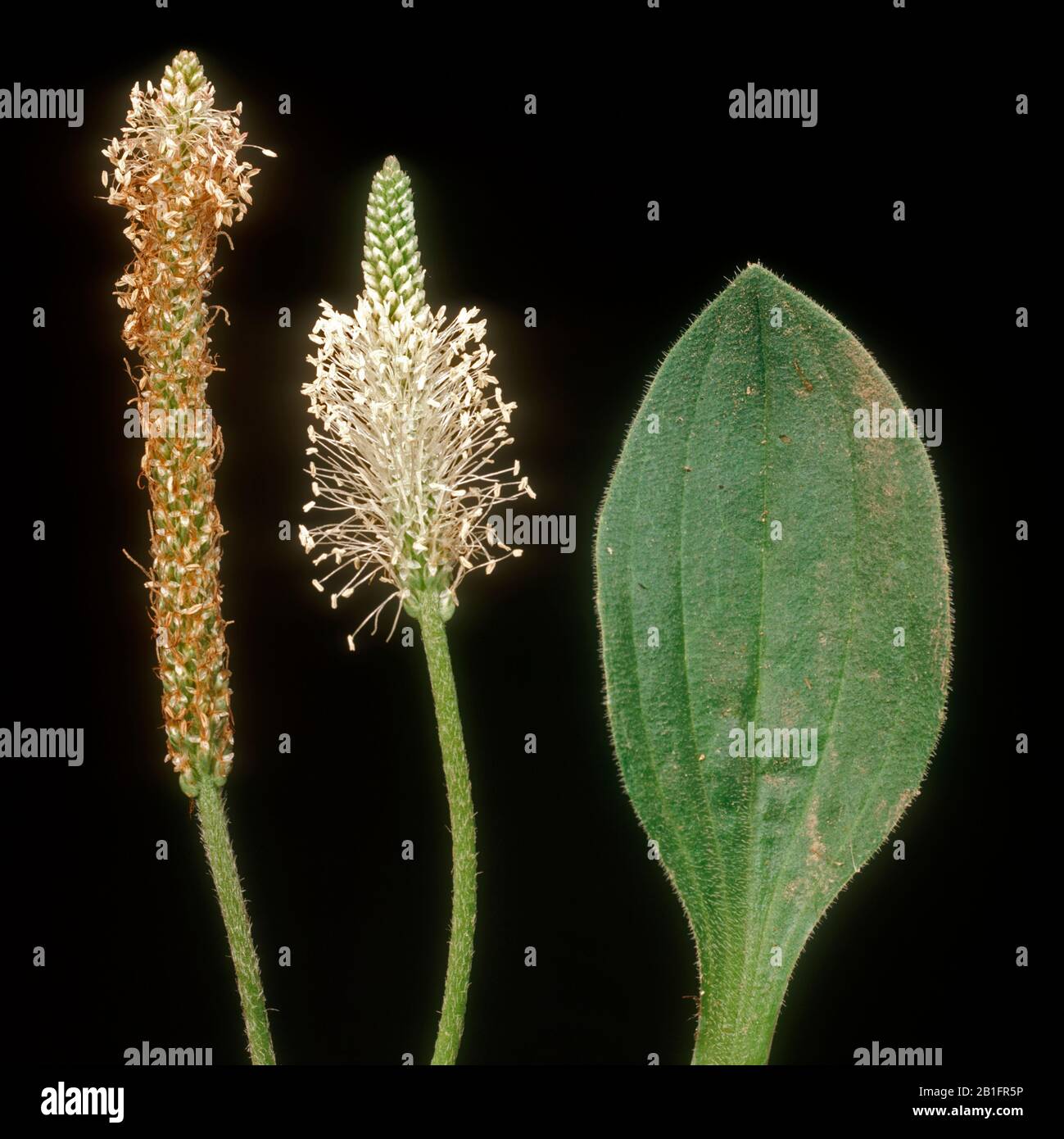 Hoary plantain (Plantago media) flower with anthers fully developed, seedhead and leaf of lawn and pasture weed Stock Photo