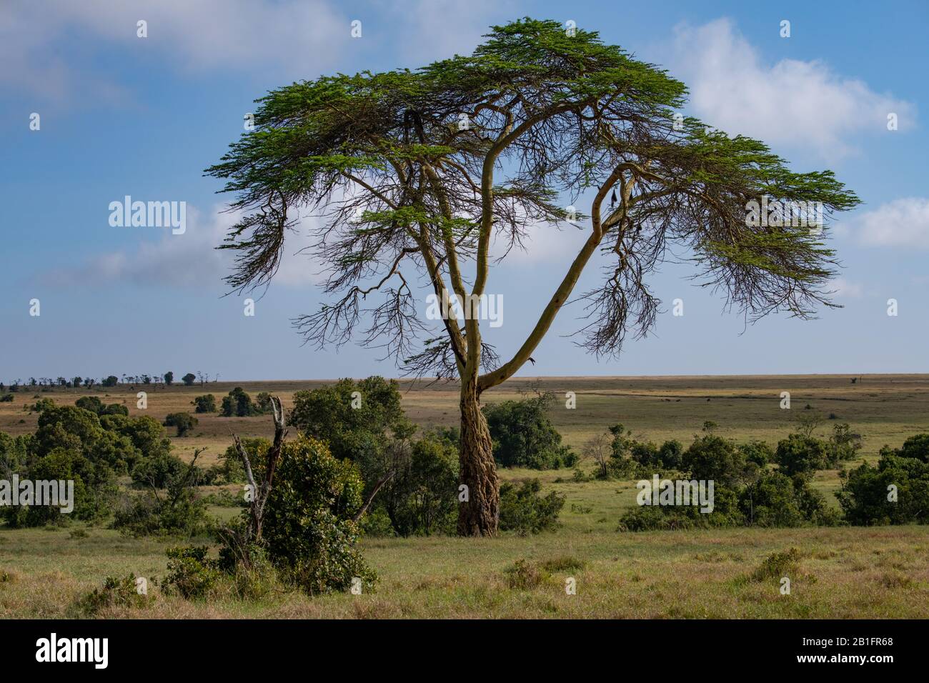 single yellow fever tree set against a grassland background and blue skies in the Masai Mara, Kenya Stock Photo