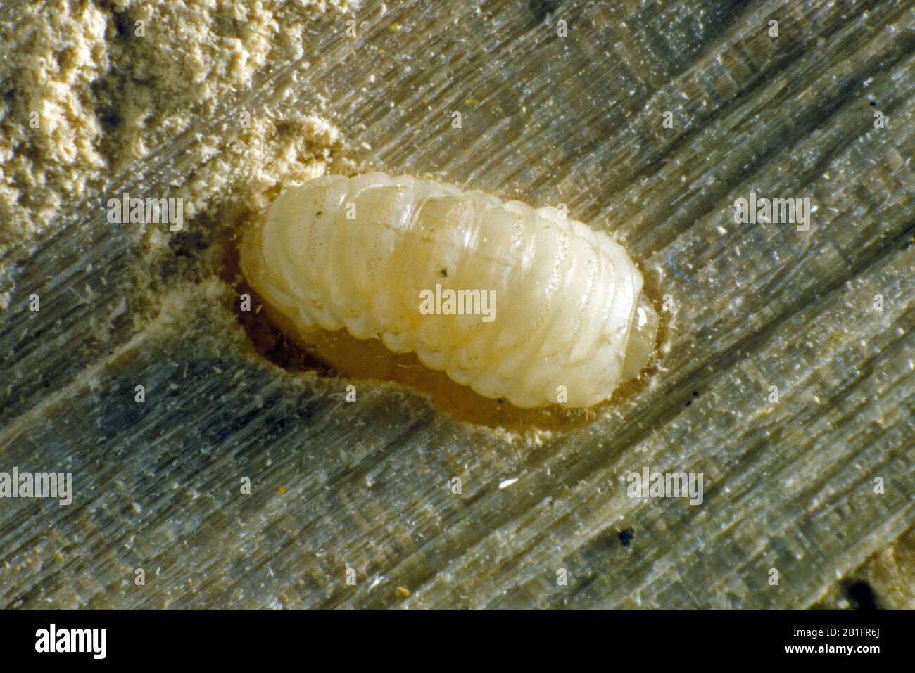 Woodworm beetle (Anobium punctatum) larva exposed in its gallery inside a wooden skirting board Stock Photo